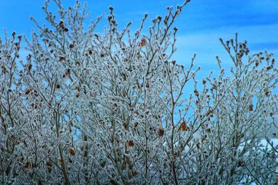 frosted branches_s.jpg