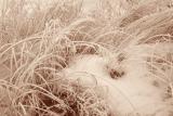 frosted grass_s.jpg