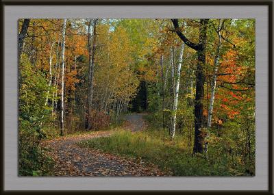 Walkway Through the Woods