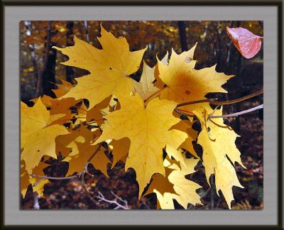 Fall Foliage