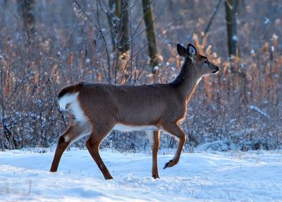 Wintry Whitetail