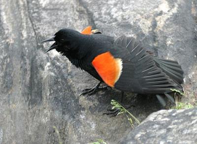 Red-winged Blackbird