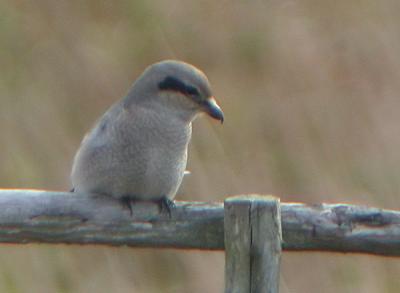 Northern Shrike