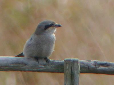 Northern Shrike