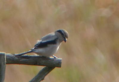 Northern Shrike