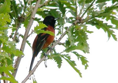 Orchard Oriole