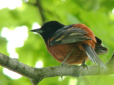 Orchard Oriole