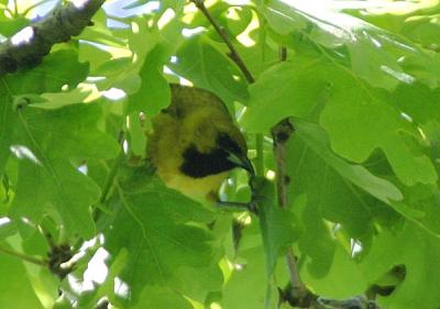 Orchard Oriole