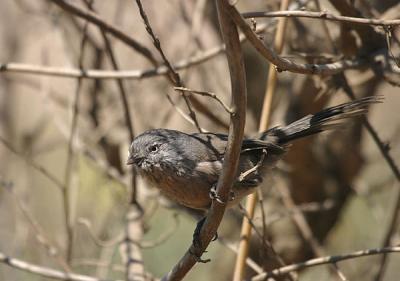 Wrentit