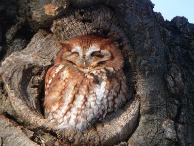 Eastern Screech-Owl