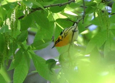 u49/gtepke/medium/36162134.040516BlackburnianWarbler0515.jpg