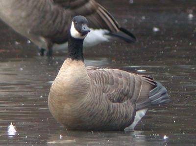 Cackling Goose or Lesser Canada Goose