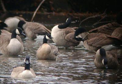u49/gtepke/medium/36269919.041111LesserCanadaGoose1033.jpg