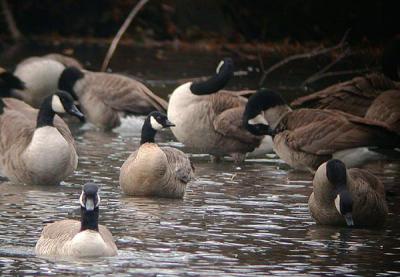 Cackling Goose or Lesser Canada Goose