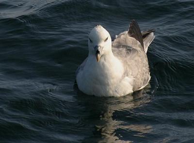 Northern Fulmar