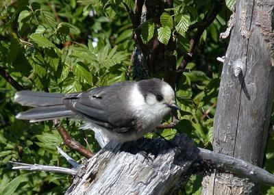 Canada Jay