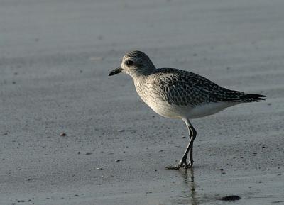 Black-bellied Plover