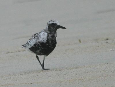 Black-bellied Plover