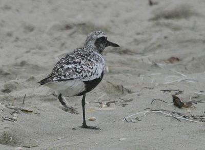 Black-bellied Plover