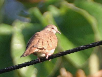 Ruddy Ground-Dove