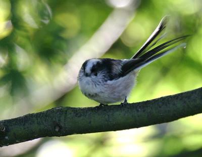 Long-tailed Tit