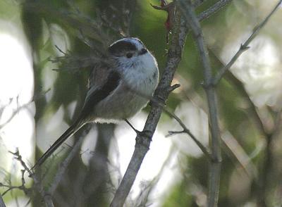 Long-tailed Tit