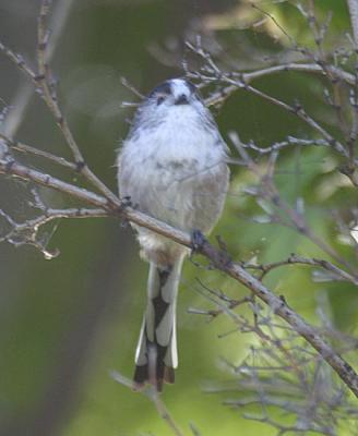 Long-tailed Tit