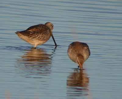 Long-billed Dowitcher