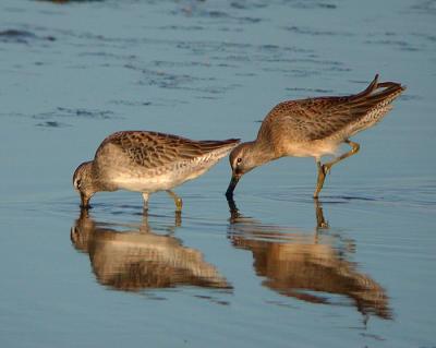 Long-billed Dowitcher