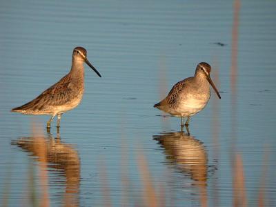 Long-billed Dowitcher