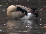 Cackling Goose or Lesser Canada Goose