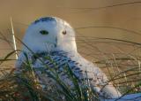 Snowy Owl