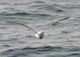 Northern Fulmar