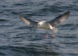 Northern Fulmar