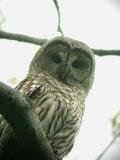 Barred Owl