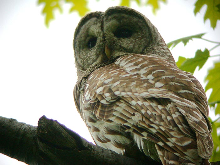 Barred Owl