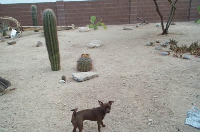 Gypsy 30wks