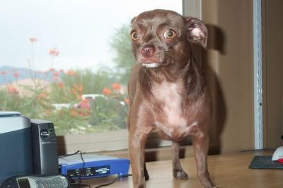 Gypsy  1yr  11mths