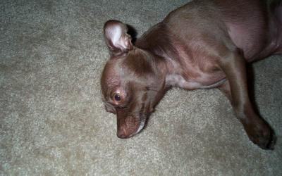 Gypsy 1yr 7mths