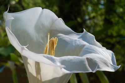 Zoo Flower