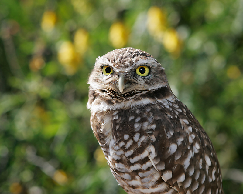 Burrowing Owl