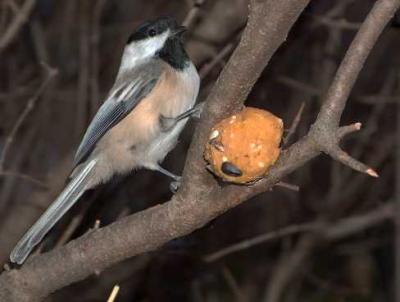 Chickadee