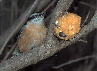 Red-breasted nuthatch