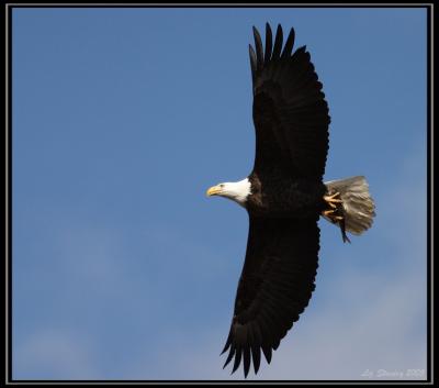 Bald eagle