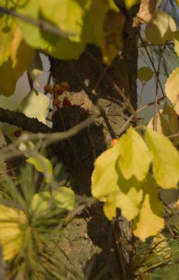 CRW_9581.jpg