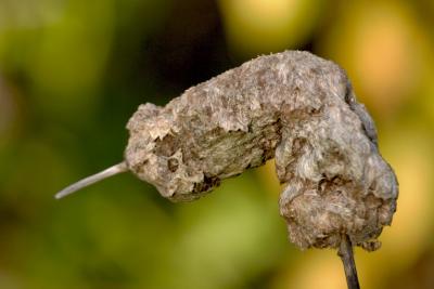 CRW_9582.jpg