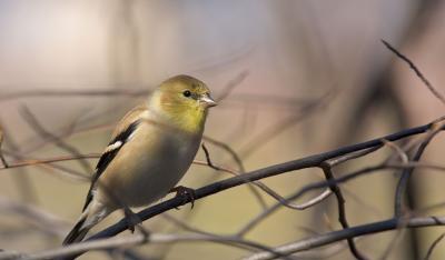 American Goldfinch