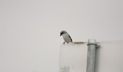 Loggerhead Shrike