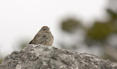 CRW_1321.jpg