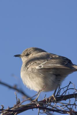 Northern Mockingbird